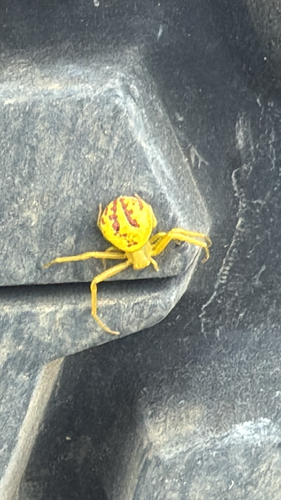 Swift Crab Spider