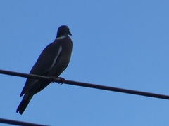 Columba palumbus