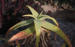 Aloe parvibracteata