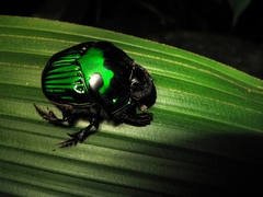 Oxysternon conspicillatum