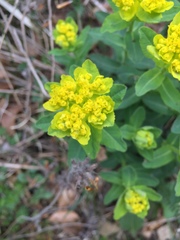 Helioscopia