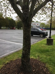 Acer saccharinum