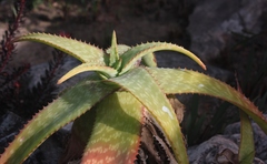 Aloe parvibracteata