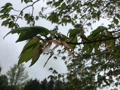 Acer saccharinum