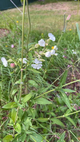white campion