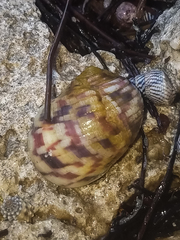 Nerita versicolor
