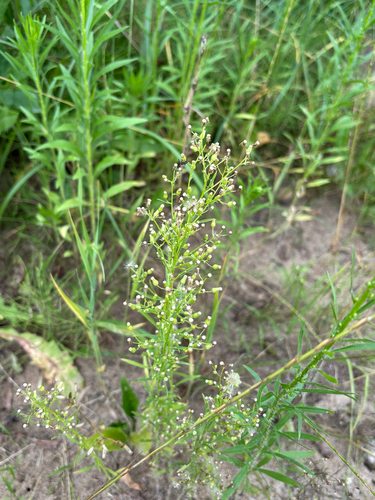 horseweed