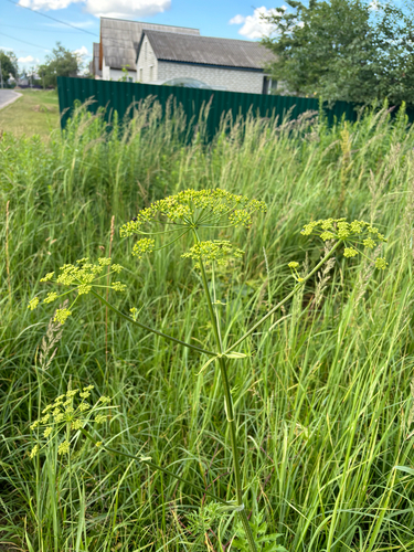 Siberian hogweed