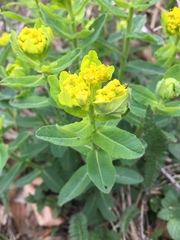 Helioscopia