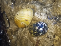 Nerita versicolor