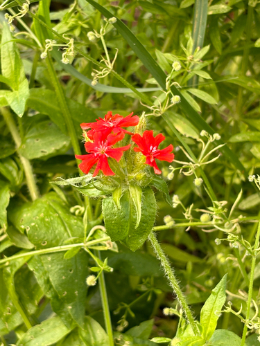 Maltese-cross