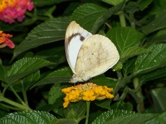 Appias indra aristoxemus