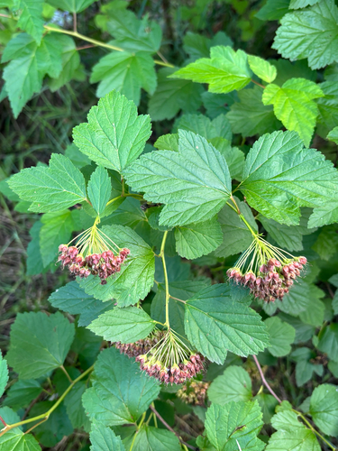 common ninebark