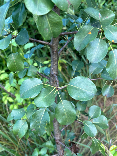 Common Pear