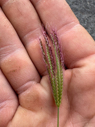 Chloris barbata observed 2026-07-06