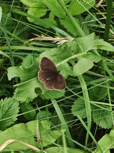 Ringlet