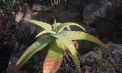 Aloe parvibracteata
