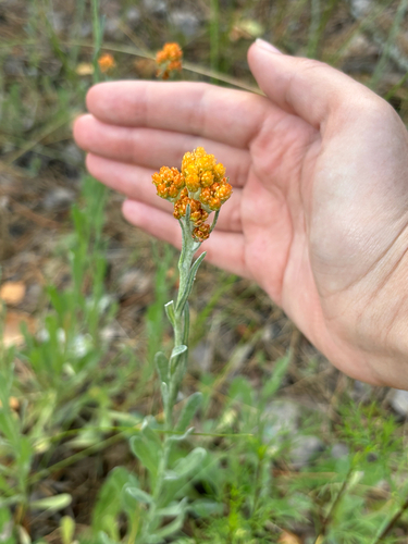 Dwarf Everlasting