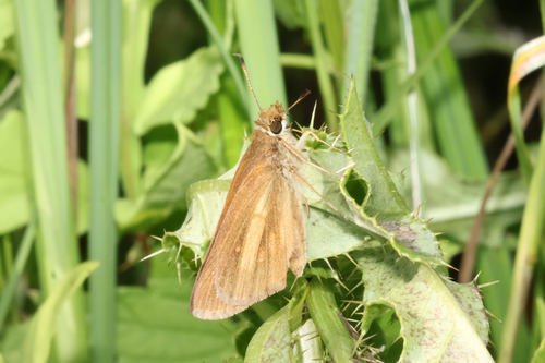 Northern Broad-winged Skipper
