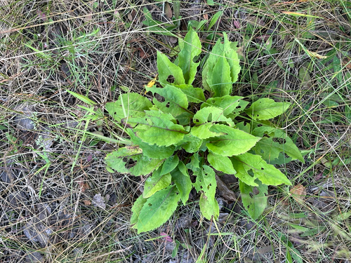 European goldenrod
