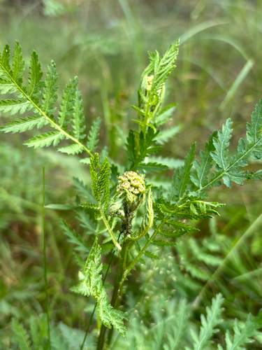 tansy