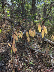 Bromus briziformis