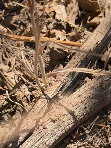 Bromus briziformis, photograph 4
