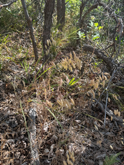 Bromus briziformis, photograph author not stated, no rights reserved