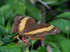 Yoma sabina podium