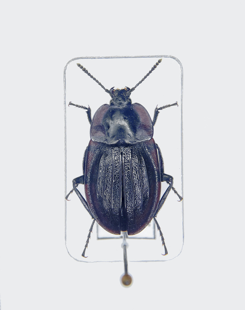 Silpha businskyorum