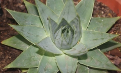 Aloe polyphylla