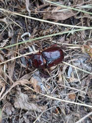 European Rhinoceros Beetle