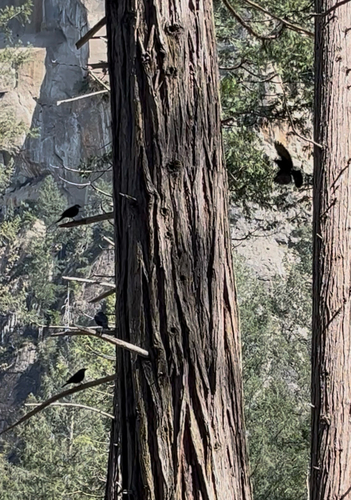 iNaturalist observation photo of Brewer's Blackbird