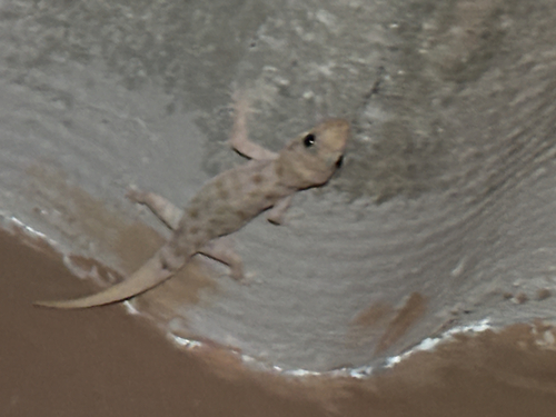 Tropical House Gecko