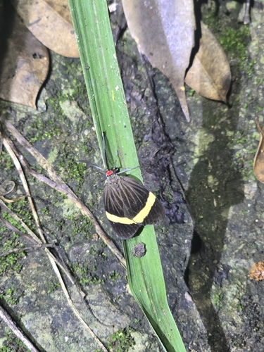 Pidorus cyrtus