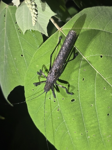 Tegra novaehollandiae