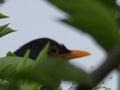 Turdus merula