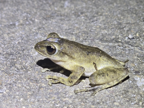 Taiwan Whipping Frog