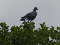 Columba livia