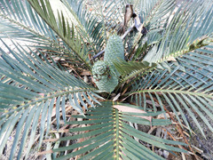 Macrozamia