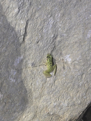 Tianmu Sharp-nosed Frog