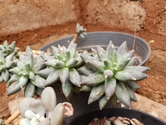 Pachyphytum compactum