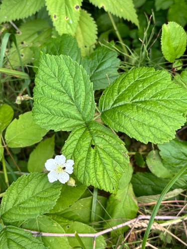 European dewberry