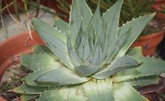 Aloe polyphylla