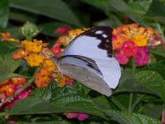 Appias indra aristoxemus