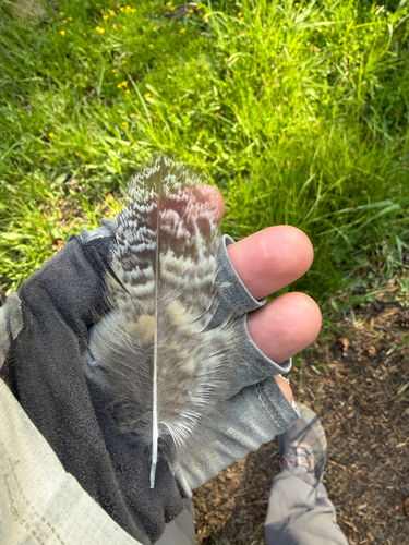 iNaturalist observation photo of Great Horned Owl
