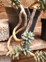 Pachyphytum compactum