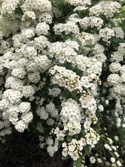 Spiraea × vanhouttei