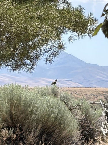 California Quail