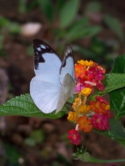 Appias indra aristoxemus
